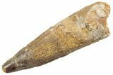 Fossil Spinosaurus Tooth - Real Dinosaur Tooth #360139-1